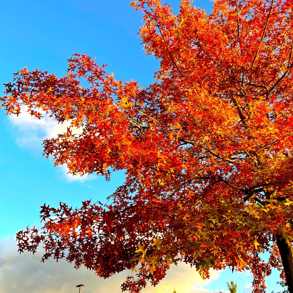 FALL in LOVE 🍁🍂